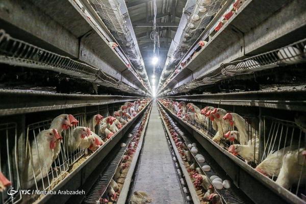 حباب در قیمت مرغ یا تخم مرغ؟!، نابسامانی در نظارت ها همچنان ادامه دارد