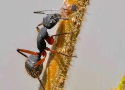 کاهش درد با استفاده از زهر مورچه