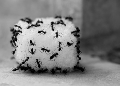 دلیل زیاد بودن مورچه در خانه چیست؟