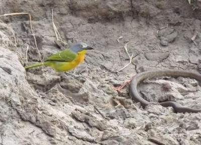 پرنده بی رحم روده های مار را از شکمش بیرون کشید!