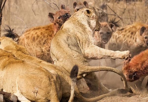 وقتی کفتار ها و بوفالوها، شیر های بی نوا را می کُشند!