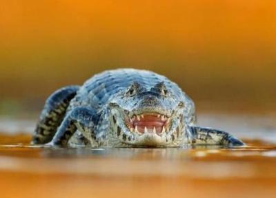 کروکودیل های این باتلاق جان 900 نفر را گرفتند