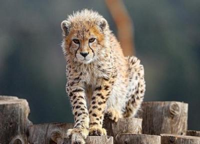 یوزپلنگ آسیایی، رتبه دوم گونه های در معرض خطر انقراض ایران
