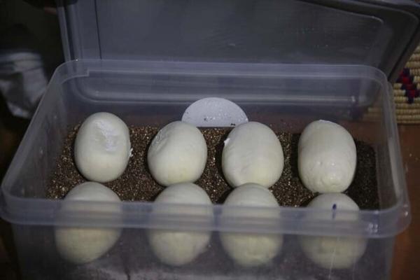 تخم گذاری مار پیتون پارک چمران کرج