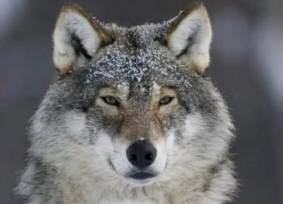 هوش شگفت انگیز گرگ ها، یک کشف باورنکردنی